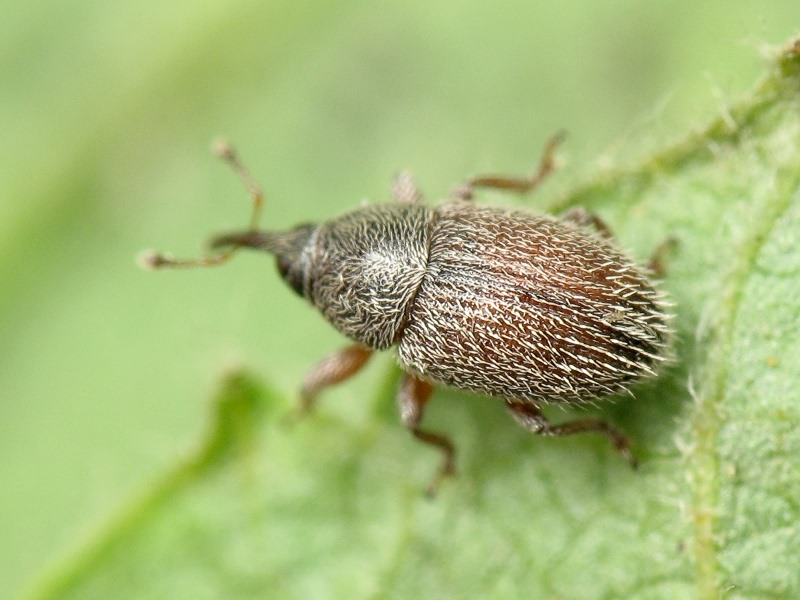 Mecinus pascuorum (Gyllenhal, 1813)